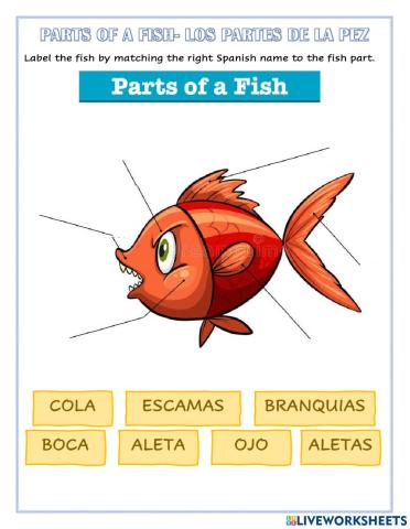 Los Partes de un Pez- The Parts of a Fish
