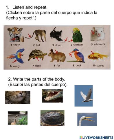 Animals body parts