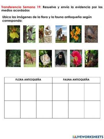 SOC-Transferencia Semana 19