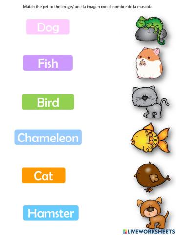 Pets name matching
