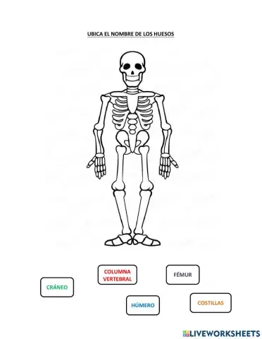Cuerpo humano: huesos y órganos