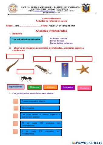 Animales invertebrados