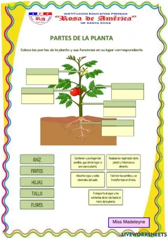 Partes de la planta