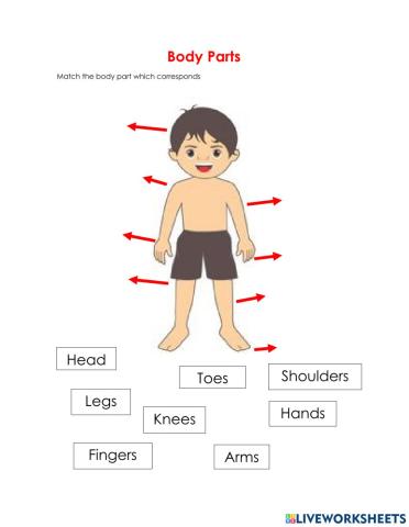 Body Parts
