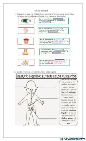 Sentidos, sistema digestivo.