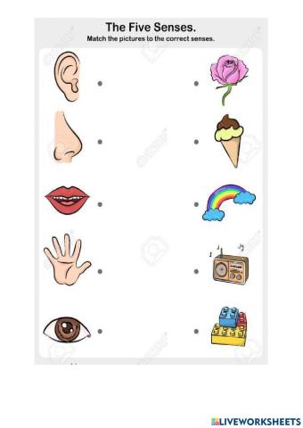 5 Senses