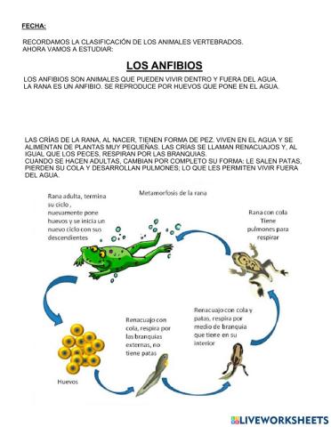 Los anfibios
