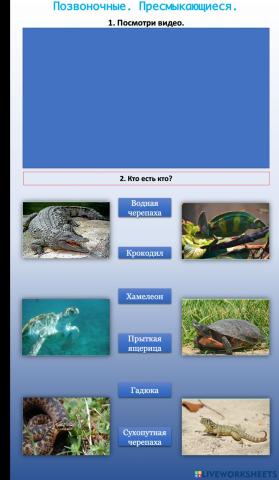 Окружающий мир.Позвоночные. Пресмыкающиеся