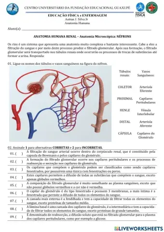 Anatomia Renal:Anatomia Microscópica e Néfrons