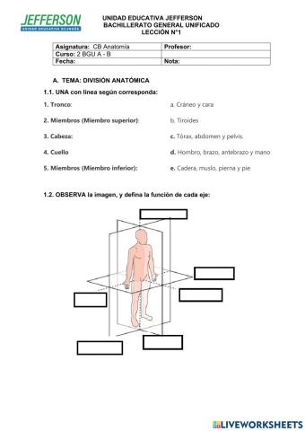 Anatomia