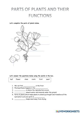 Parts of Plants and Their Functions
