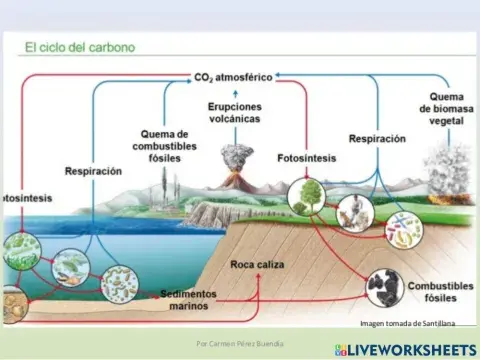 Ciclo del Carbono