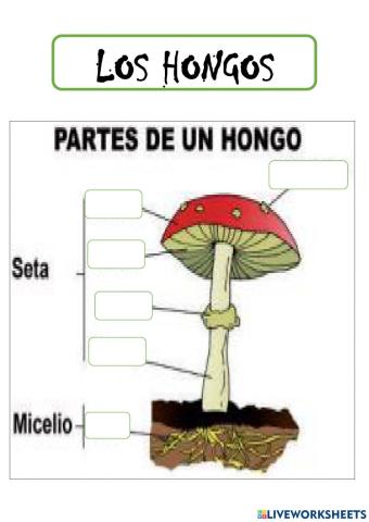 Los hongos