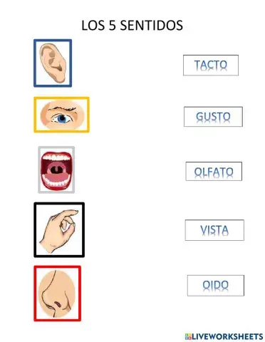 Los 5 sentidos