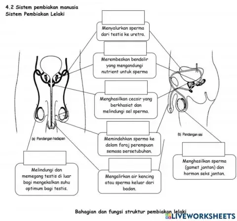 Sistem pembiakan lelaki