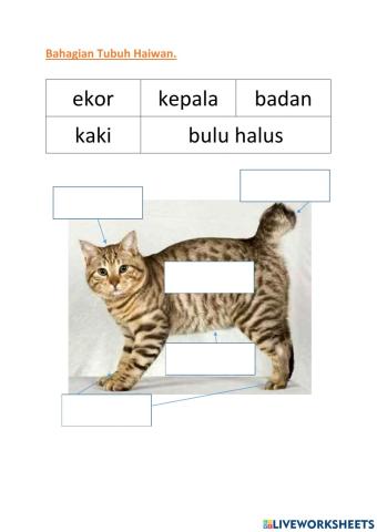 Bahagian Tubuh Haiwan