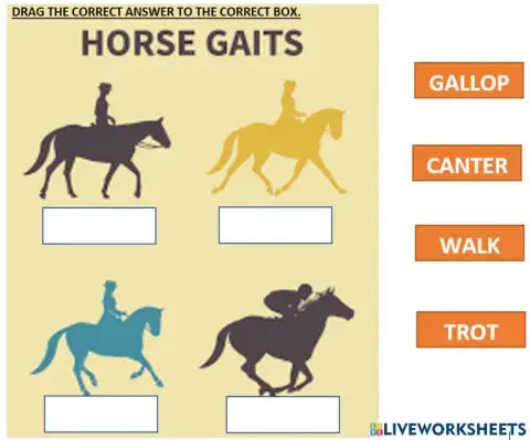 Module 4: horse gaits-movement