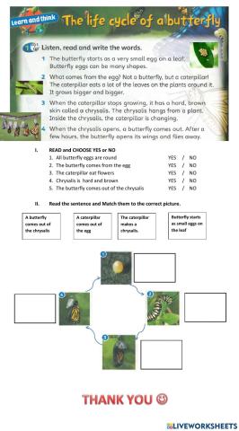 Lifecycle of a butterfly