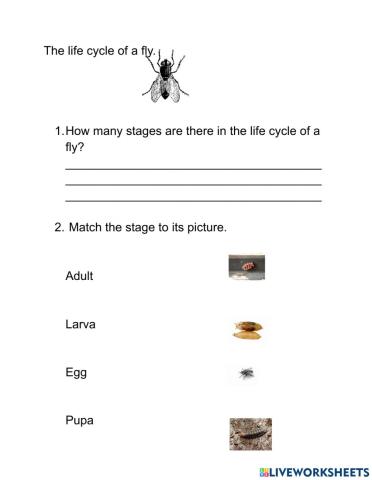 Life cycle of a Fly