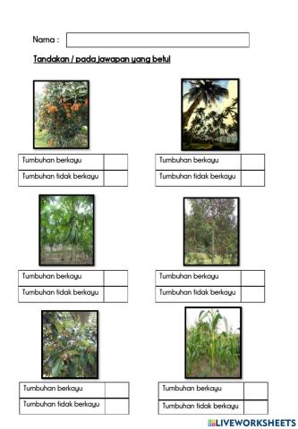 Tumbuhan berkayu dan tidak berkayu