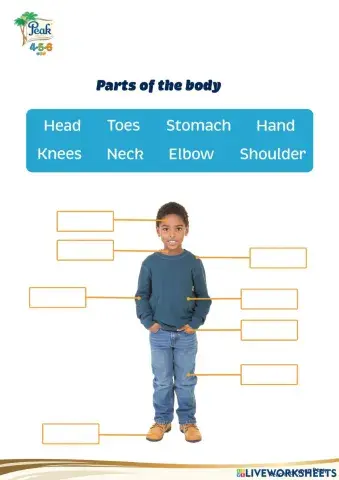 Parts Of The Body