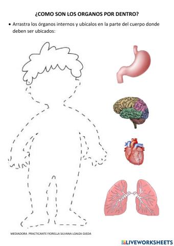 Organos de nuestro cuerpo