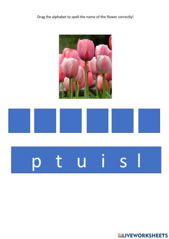 Tulips
