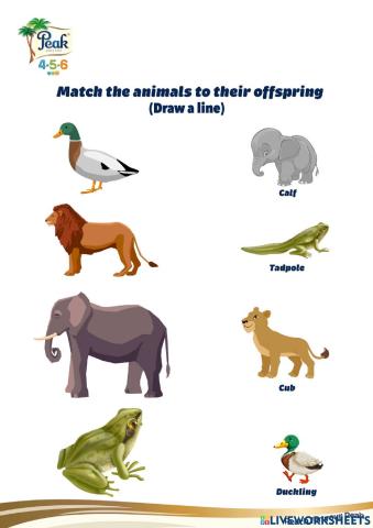 Match the animals