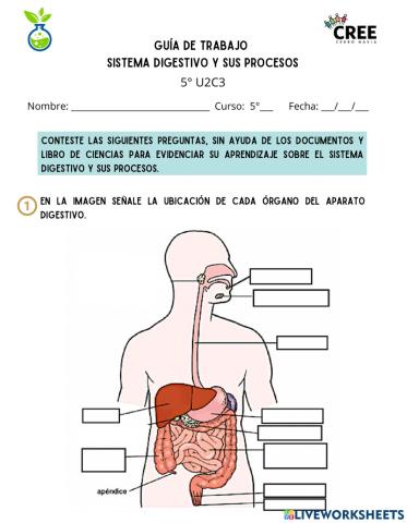 Sistema digestivo y sus procesos