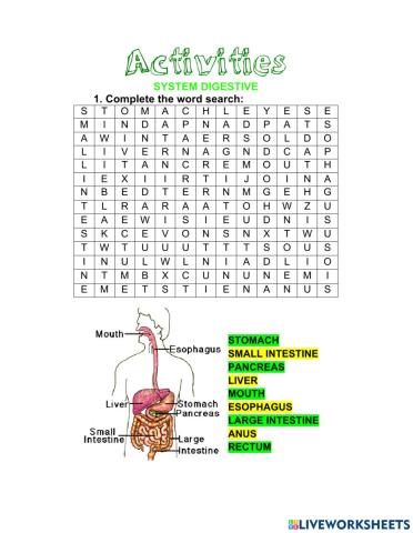 System digestive