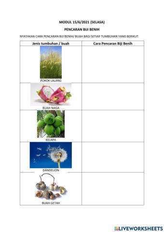 Pencaran Biji Benih tahun 5