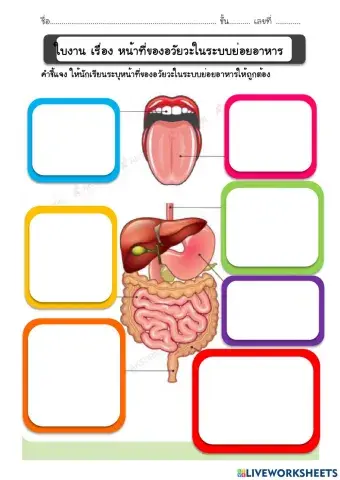 หน้าที่ของอวัยวะในระบบย่อยอาหาร