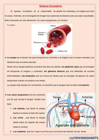 Sistema circulatorio