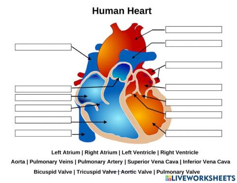 Human Heart
