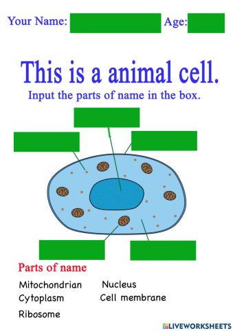 Animal's Cell