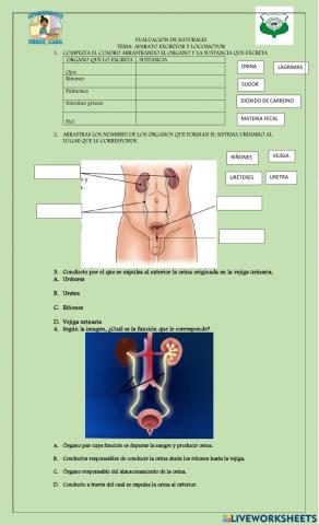 Evaluación sistema excretor y muscular