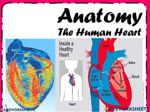 Human Heart