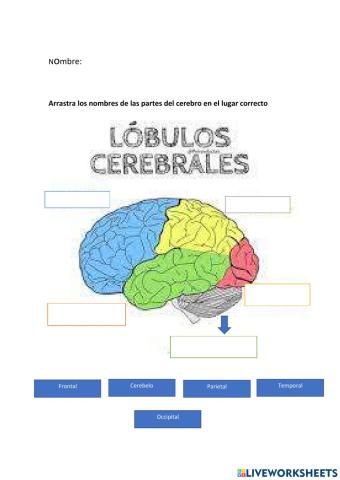 Cerebro