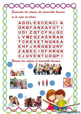 Etapas del desarrollo humano