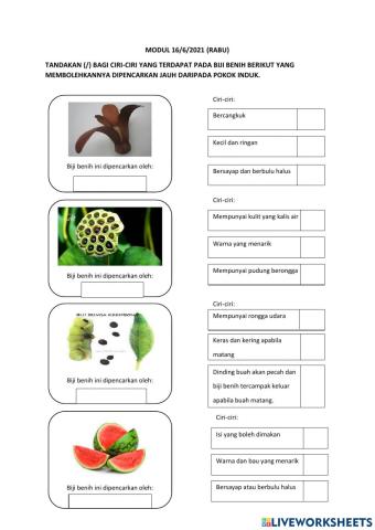 Pencaran Biji Benih tahun 5