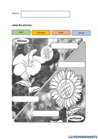 Parts of the flowers