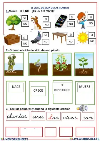 Ciclo de vida de una planta