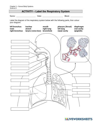 Respiratory System