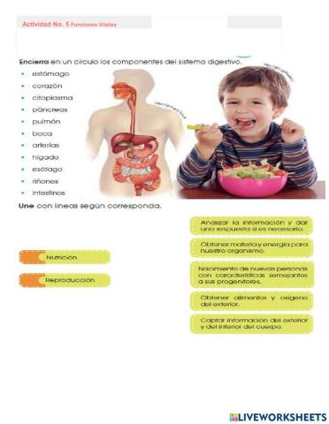 Funciones vitales del cuerpo humano