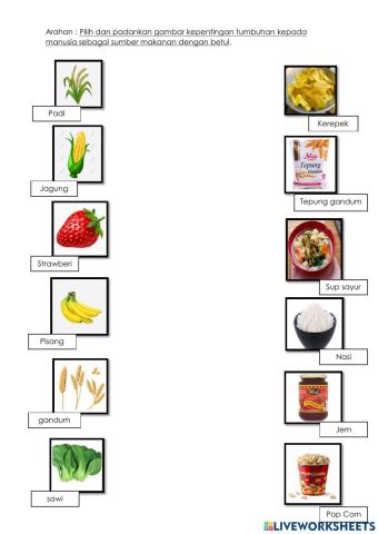 Kepentingan tumbuhan