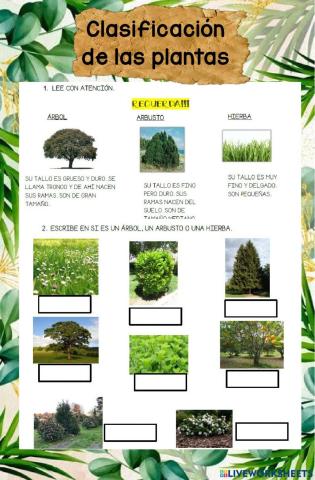 Clasificación de las plantas- Quincena X
