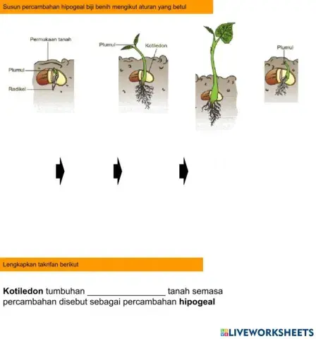4.7.4.2 Memerihalkan proses  percambahan biji benih