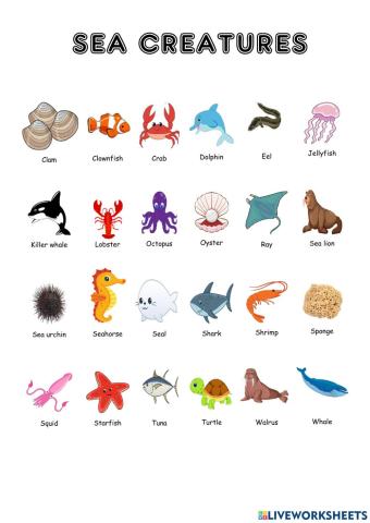 Sea creatures -Vocabulary
