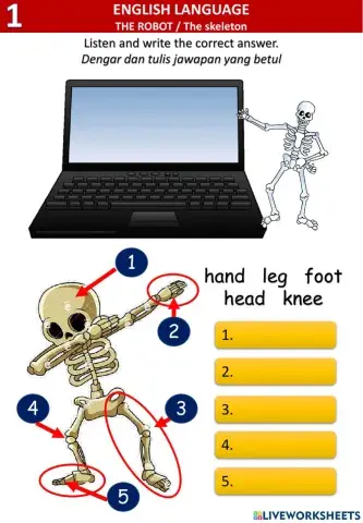 The robot-Parts of body- the skeleton, can he can she
