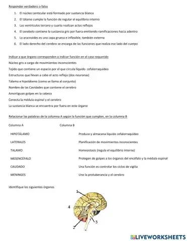 Órganos del S.N. Central